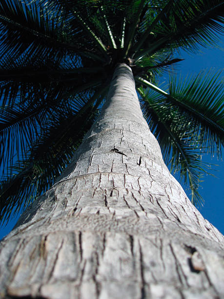 Cтоковое фото Под Palmtree