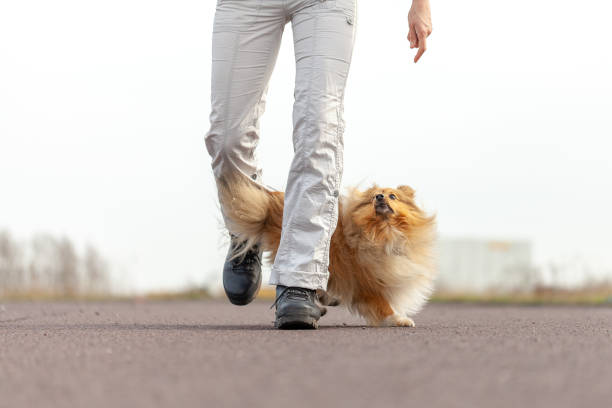 istock German dog trainer works with a sheetland sheepdog 947364590