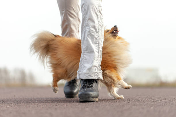 istock German dog trainer works with a sheetland sheepdog 947364610