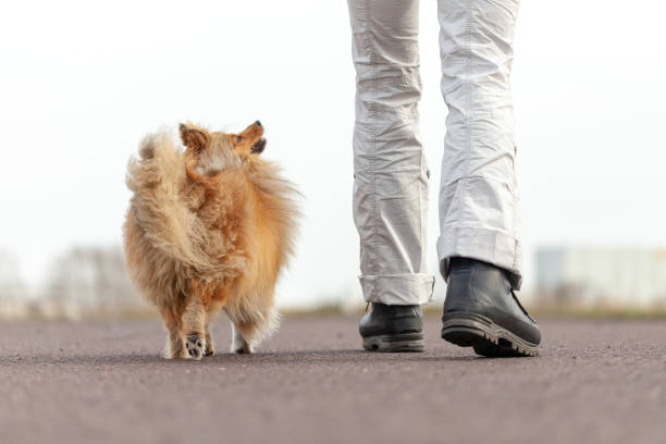 istock German dog trainer works with a sheetland sheepdog 947364690
