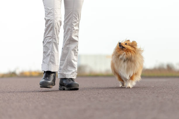 istock German dog trainer works with a sheetland sheepdog 947364698