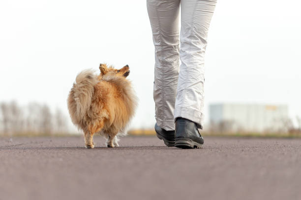 istock German dog trainer works with a sheetland sheepdog 947364714