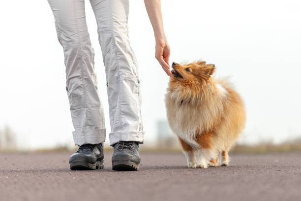 犬の調教師は、シェットランド ・ シープドッグの御馳走 - hands open ストックフォトと画像