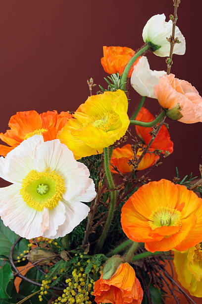 Cтоковое фото Блуза Poppy Bouquet