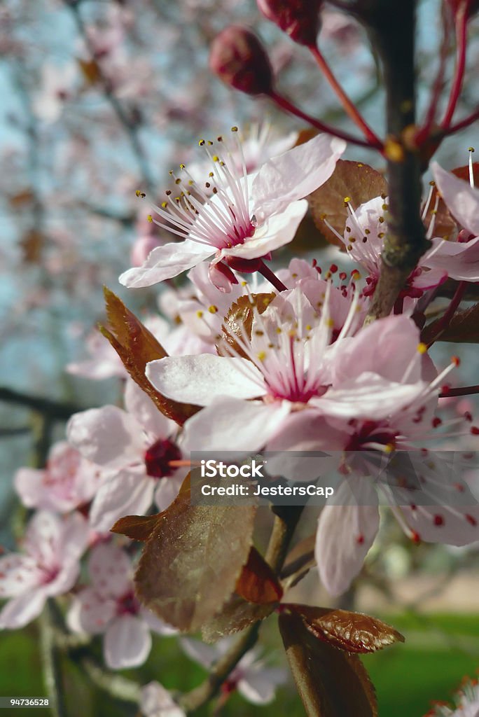 Blühende Baum - Lizenzfrei Apfel Stock-Foto