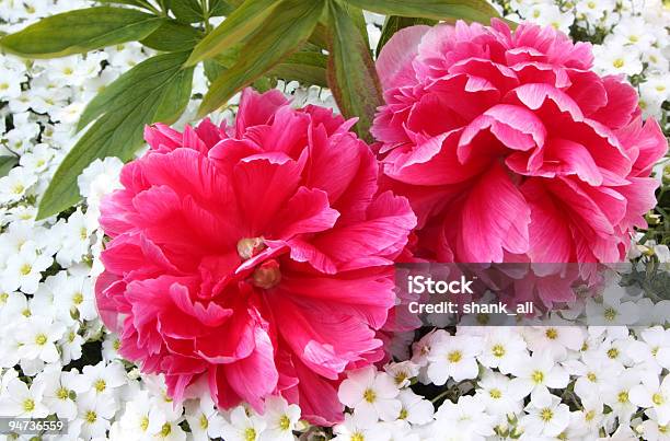 Peony Roses Stock Photo - Download Image Now - Beauty In Nature, Blossom, Botany