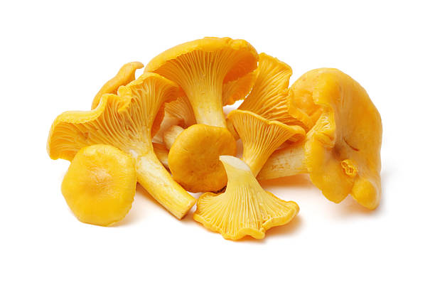 Chanterelle mushroom  mycology photos stock pictures, royalty-free photos & images