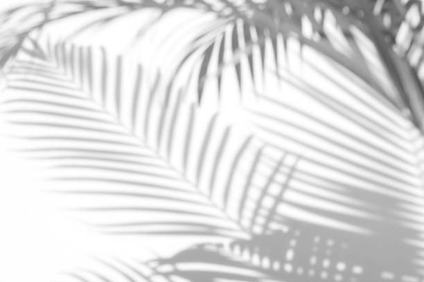 istock abstract background of shadows palm leaves on a white wall. White and Black 947368100