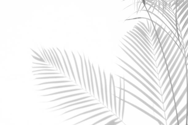 istock abstract background of shadows palm leaves on a white wall. White and Black 947368138