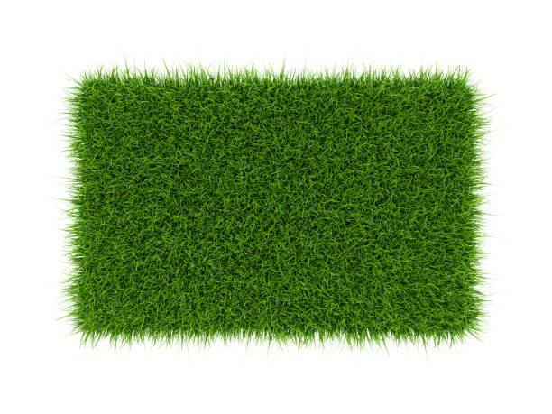 3d rendering campo in erba verde isolato su sfondo bianco - grass meadow textured close up foto e immagini stock