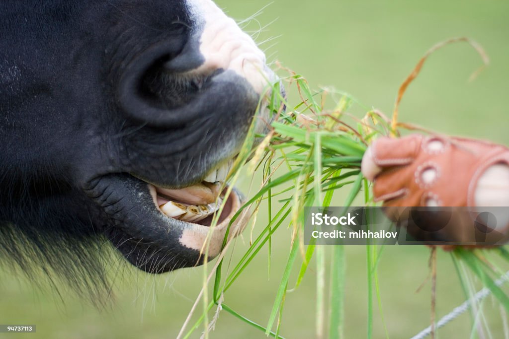Fille de nourrir cheval - Photo de Aliment libre de droits