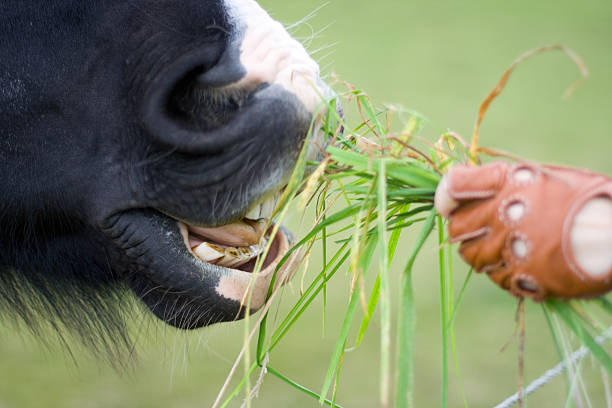 Close up shot of pretty bay horse eating hay from the ground on a muddy winters day in rural England.