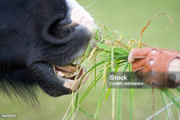 Foto de Garota Alimentação Cavalo e mais fotos de stock de Alimentar - Alimentar, Amizade, Animal