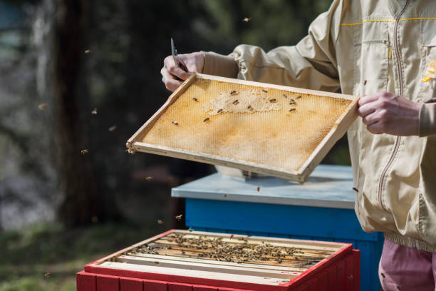 a young beekeeper controls the development of a bee colony stock photo