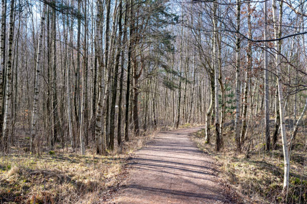 istock Path through the wood in early spring 947372050