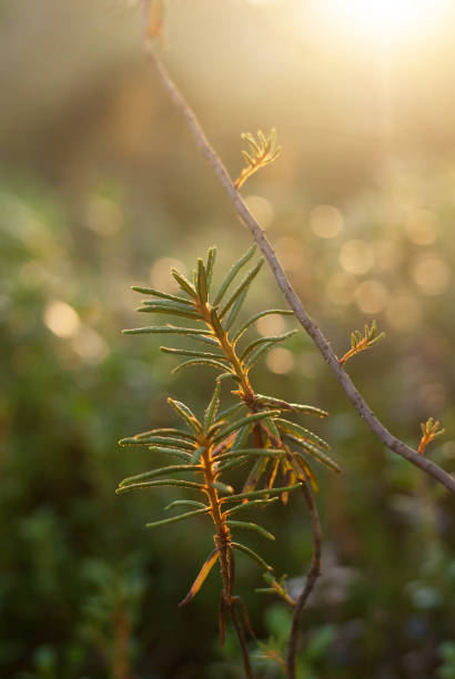 istock Wild rosemary at sunset 947372094