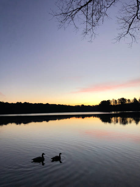 istock Sunrise On Lake With Two Canadian Geese 947373854