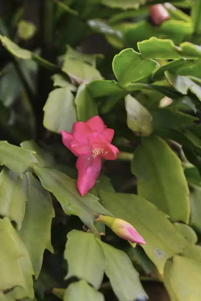 The Mayflower is one of the most cultivated cacti in the world, due to the exuberant beauty of its flowers, ease of cultivation and absence of thorns.