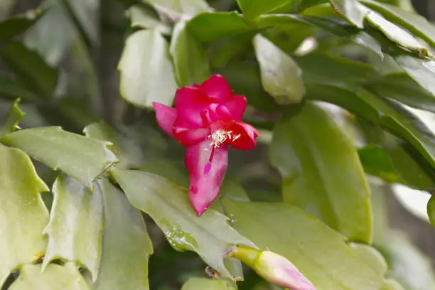 The Mayflower is one of the most cultivated cacti in the world, due to the exuberant beauty of its flowers, ease of cultivation and absence of thorns.