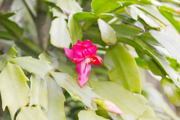 istock Beautiful flower of May 947373996