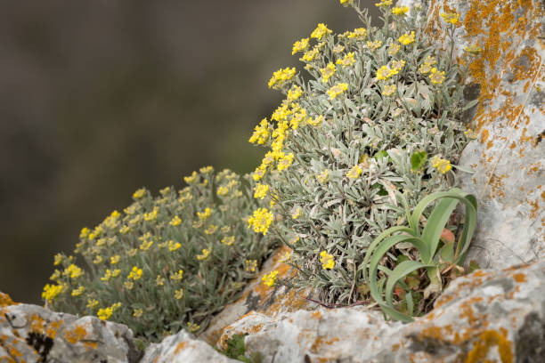 A yellow alyssum (Alysum saxatile) A yellow alyssum (Alysum saxatile) on the island of Cres alysum stock pictures, royalty-free photos & images