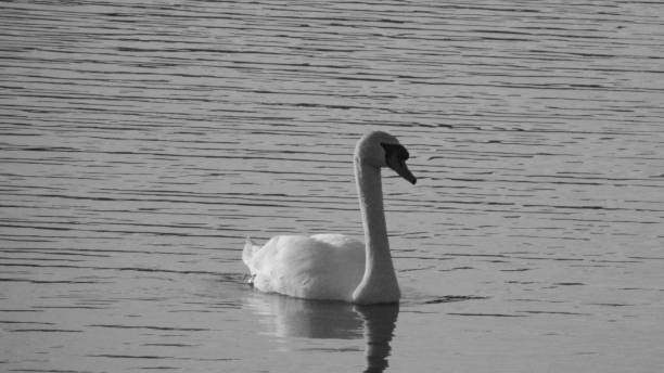 istock A swan swimming in black and white 947377446