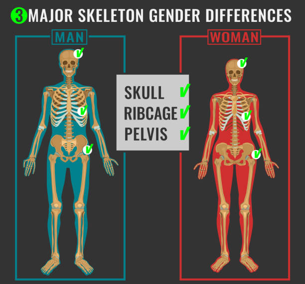 Skeleton differences image Skeleton differences poster. Male in comparison with female. Major gender nuances. Vector illustration isolated on a dark grey background. femur bone anatomy drawing stock illustrations