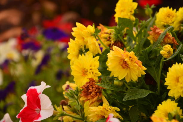 istock Harpers Ferry, WV battlefield and Flowers 947378542