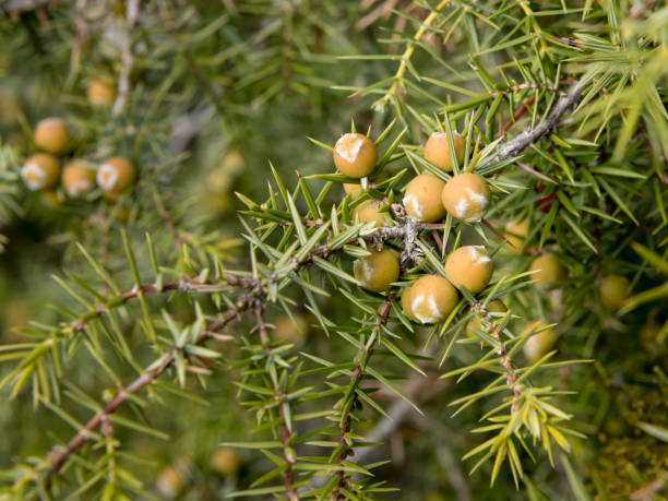 A cade juniper (Juniperus oxycedrus) A cade juniper (Juniperus oxycedrus) with fruits in early spring juniperus oxycedrus stock pictures, royalty-free photos & images