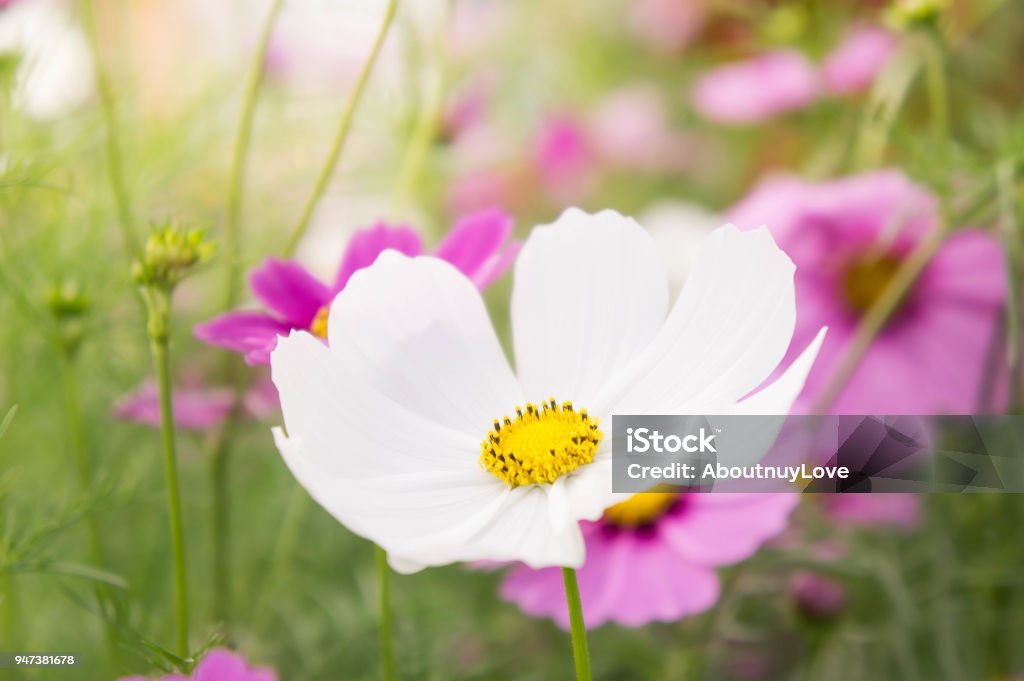 Foto de Jardim De Flores No Campo Rosa Flores No Bom Dia Feliz e mais fotos de stock de Ajardinado - iStock Foto de Jardim De Flores No Campo Rosa Flores No Bom Dia Feliz e mais fotos de stock de Ajardinado - iStock