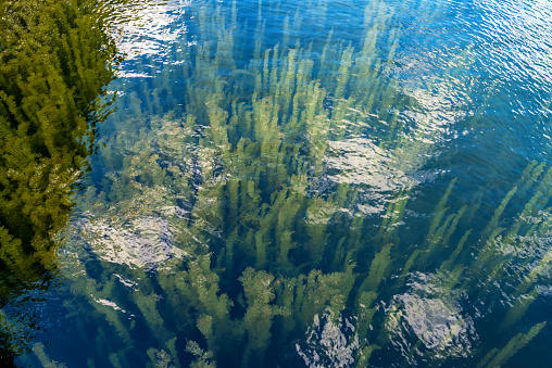 Close up water surface with green Ceratophyllum aquatic plant growing underwater