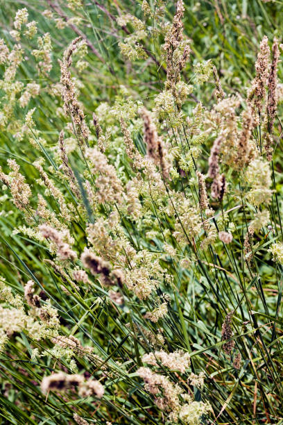 istock plants in the field 947387806