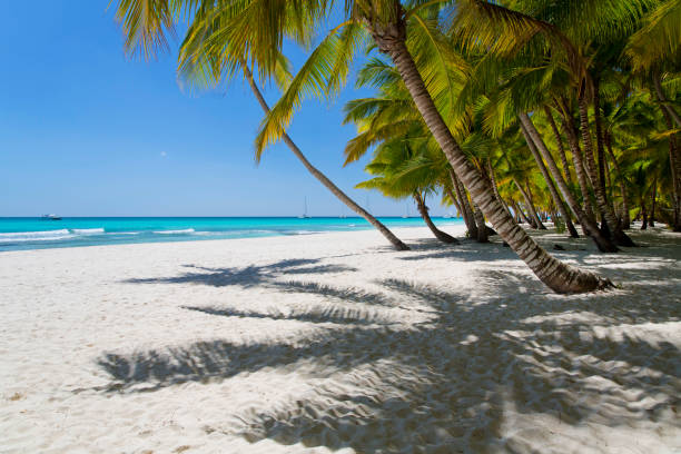 istock Palm and tropical beach 947388282
