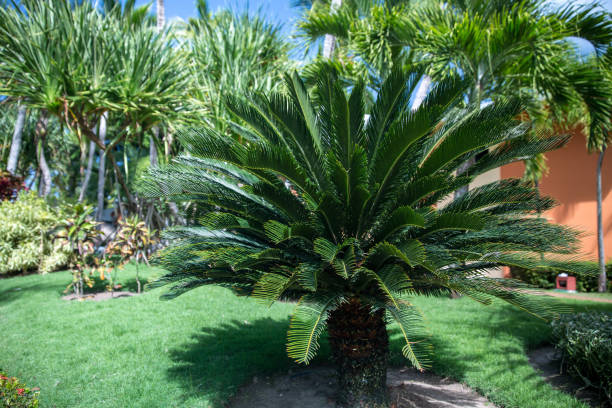 istock Palm and tropical beach 947388674