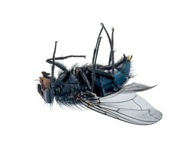 Close-up of a dead fly lying on its back. Close-up of a dead fly lying on its back. bristle animal part photos stock pictures, royalty-free photos & images