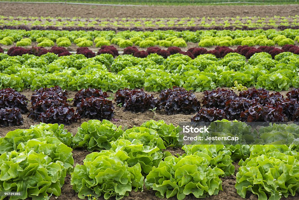 Salat Field - Lizenzfrei Salat - Blattgemüse Stock-Foto