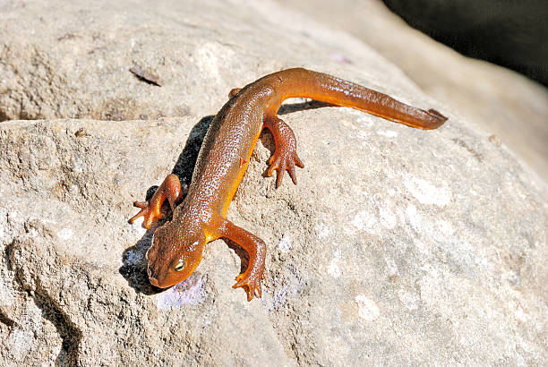 istock California Newt on A Rock 94739451