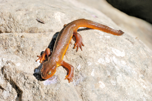 Closed up adult Himalayan newt, crocodile newt, Himalayan salamander, crocodile salamander or red knobby newt, low angle view, front shot, foraging on the wet rock covering with green moss in nature of tropical moist montane forest, national park on high mountain in northern Thailand.