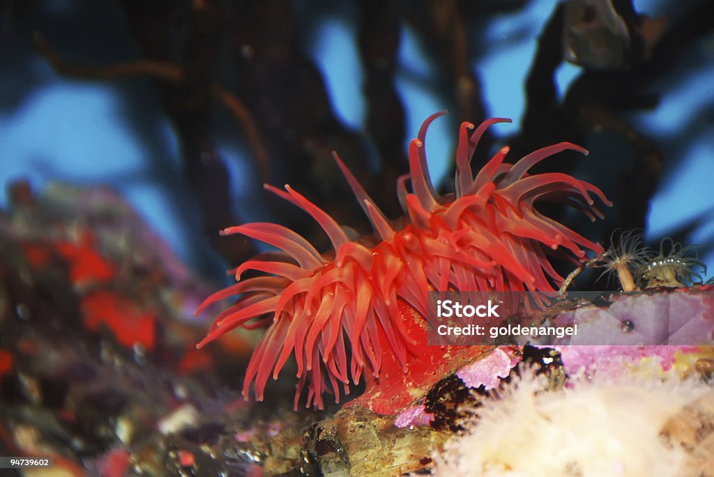 Red Sea Anemone  Animal Stock Photo