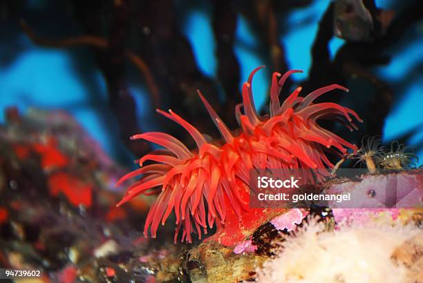 Red Sea Anemone Stock Photo - Download Image Now - Animal, Animal Wildlife, Beauty In Nature