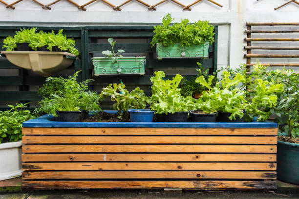istock agriculture garden in urban 947396222