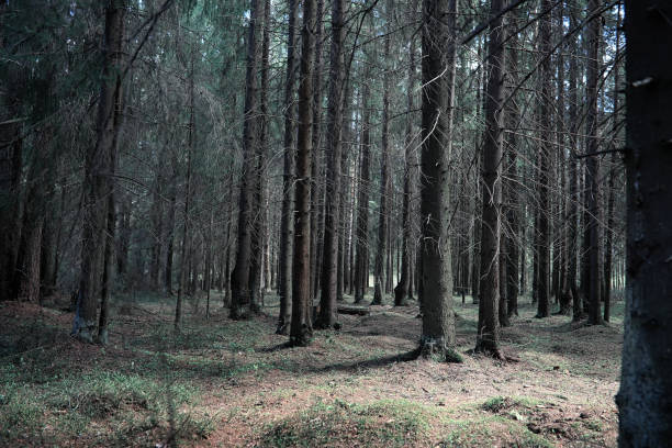 istock Pine forest. Depths of a forest. Journey through forest paths. T 947400082