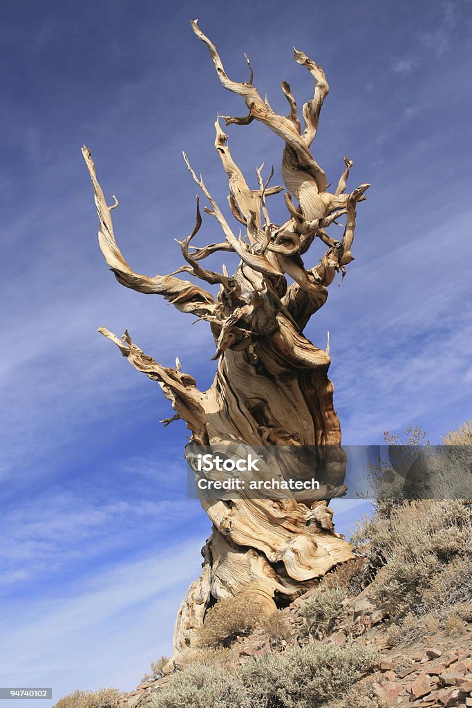 Ancienne gnarled tree - Photo de Antique libre de droits