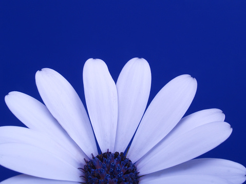 Macro of white daisy-like flower on blue background