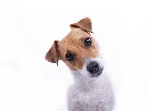 Jack Russell Terrier looking directly at camera with interested look; emphasis on dog's face and gaze