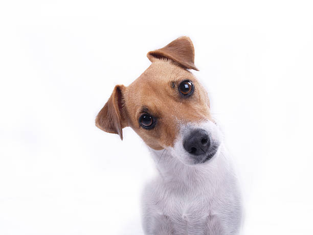 Intrigued Jack Russell Terrier looking directly at camera with interested look; emphasis on dog's face and gaze obedience photos stock pictures, royalty-free photos & images