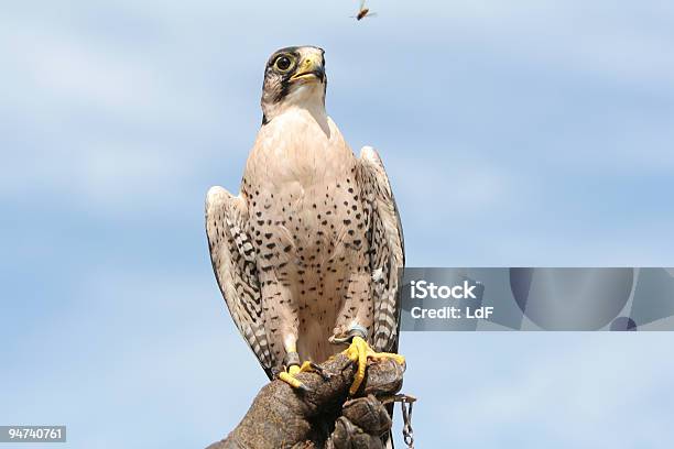 Falcon Pronto - Fotografie stock e altre immagini di Falco - Falco, Vespa - Imenottero, Adulto in età matura