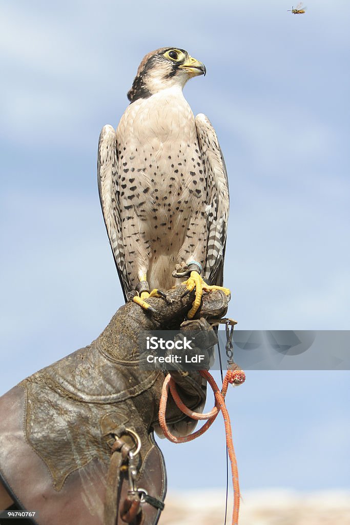 Falcoaria com uma assinatura - Royalty-free Adulto maduro Foto de stock