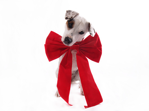 Jack Russell Terrier in big red velvet bow on white