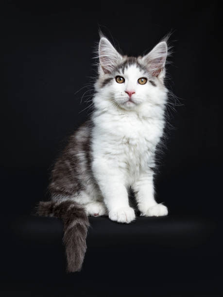 istock Black tabby with white Maine Coon cat / kitten sitting isolated on black background with tail hanging over edge 947409250